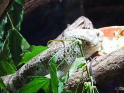 Tiergarten Schönbrunn am 15.05.2025